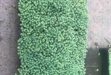 打造漂亮薄雪万年草，养殖技巧大揭秘（从选苗到管理，从容打造出美丽的薄雪万年草）