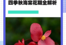 四季秋海棠水培的摘心方法与技巧（打造精美的四季秋海棠水培，从摘心开始）