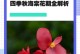 四季秋海棠水培的摘心方法与技巧（打造精美的四季秋海棠水培，从摘心开始）