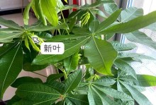 如何处理发财树干软化问题（发财树干软了怎么办，教你有效处理）