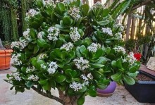 高盆花园的种植秘籍（探究高盆适合种植的植物及其养护技巧）