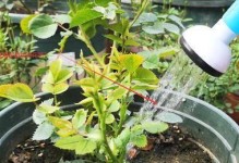 花生油能否用于浇花？（探究花生油作为浇水的优缺点与适用范围）