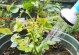 花生油能否用于浇花？（探究花生油作为浇水的优缺点与适用范围）
