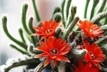 如何让花卉鼠尾掌多开花？（掌握关键技巧，让鼠尾掌绽放芬芳）