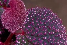 海棠花缺乏叶子的原因及对其生长的影响（探究海棠花叶子稀少的成因以及对植株发育的影响）