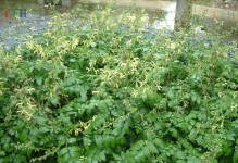 探究鼠尾草的生物学特性（从草本到木本——鼠尾草的生长过程与性状变化）