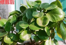 萝卜海棠（探寻萝卜海棠只有叶子没有花的原因）
