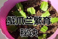 蟹爪兰的水分需求与浇水技巧（了解蟹爪兰的生长环境与浇水注意事项，让你的蟹爪兰茁壮成长）