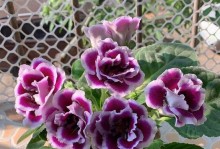 芙蓉花的养护秘籍（打造绚丽花海，）