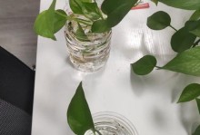 开春护理绿萝，让它焕发生机（如何正确修剪绿萝，让它更健康成长）