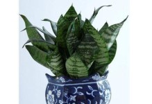 虎皮兰的生长和养护全指南（掌握这些技巧，让你的虎皮兰茁壮成长！）