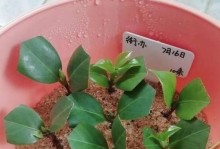 提高茶花扦插成活率的技巧（掌握这些方法，让你的茶花扦插更容易成活）