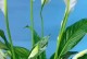 以一帆风顺花怎么养才开放（打造盛开的花园，掌握这些关键要点）