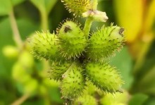 冬季养护一年生草本植物（关注温度、保持湿度是关键）