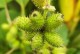冬季养护一年生草本植物（关注温度、保持湿度是关键）