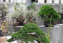 自吸水盆栽如何过冬？（让你的植物在寒冷的季节中依然茁壮成长）