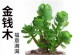 金钱木养殖方法详解（打造舒适宜人的家居绿植环境）