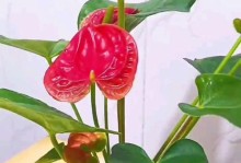 黄叶病的治疗方法与措施（红掌患者应注意的关键措施）