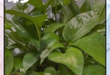 黄金葛绿萝的养植与护理（掌握关键要点，打造健康繁盛的黄金葛绿萝）