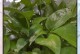黄金葛绿萝的养植与护理（掌握关键要点，打造健康繁盛的黄金葛绿萝）