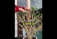 30年后的玉树（挖掘、迁移、繁衍——玉树焕发新的生命力）