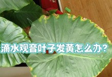 滴水观音叶子小的养护与利用（掌握滴水观音叶子小的养护技巧，打造绿色家居环境）