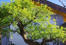 了解楷木的树种、特点及用途（了解楷木的树种、特点及用途）