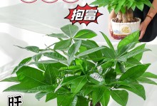 发财树的养殖技巧与注意事项（掌握发财树的关键养殖要点，让你轻松打造繁茂的财富角落）