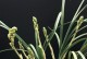 惠兰花茎发黄的原因及处理方法（教你解决惠兰花茎发黄的困扰）