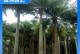 国王椰的养殖技巧及注意事项（打造繁茂的国王椰园，关键在于科学养殖）