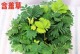 如何正确养护含羞草幼苗（从种植到养护，教你一步步成为含羞草专家）