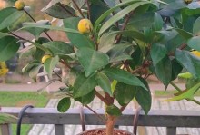 茶花家庭养法（从种植到养护，打造美丽的茶花花园）