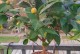 茶花家庭养法（从种植到养护，打造美丽的茶花花园）