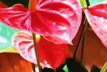 红掌叶子鼓起来了！（探究红掌叶子鼓起的原因及其生理特点）