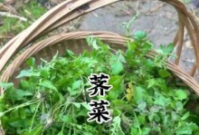 在家种植荠菜的方法与技巧（轻松掌握荠菜种植，品尝新鲜健康的自家菜园）