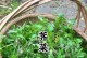 在家种植荠菜的方法与技巧（轻松掌握荠菜种植，品尝新鲜健康的自家菜园）
