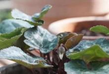叶子枯了怎么办？—以仙客来为例（保护植物健康，让叶子恢复生机）