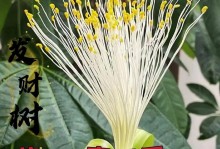 发财树长粗方法（打造茂盛生机，财源滚滚）