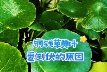 铜钱草为何会发黄？（探索铜钱草变黄的原因及解决办法）