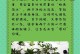 如何让富贵竹水养更旺盛？（富贵竹水养的技巧与注意事项）