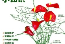 红掌花为何会变黄？（如何恢复红掌花的鲜艳色彩）