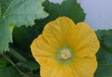 探秘冬瓜花的奇妙色彩（寻找冬瓜花的多彩世界）