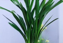 墨兰开花全攻略（打造美丽花坛，墨兰开花无忧）