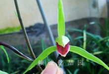 雪兰花开花规律剖析（探究雪兰花一年开几次花及其生长习性）