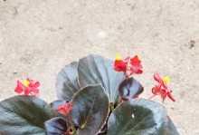 海棠花的生长过程（探秘海棠花的开花和结果周期）