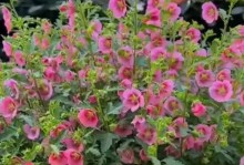 以木槿开花后怎么养殖（打造花香四溢的木槿花园）