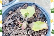 长寿花根干的养护与利用（探索长寿花根干的保养技巧与应用价值）