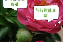 芍药花——喜阳光的美丽花卉（揭秘芍药花的喜阳性质与养护技巧）