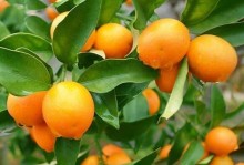 秋冬季节的理想植物种植选择（打造秋冬四季有景观的户外空间）