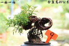 巨型月季老桩的养殖与养护（基于海拔高度的巨型月季老桩养殖方法探究）